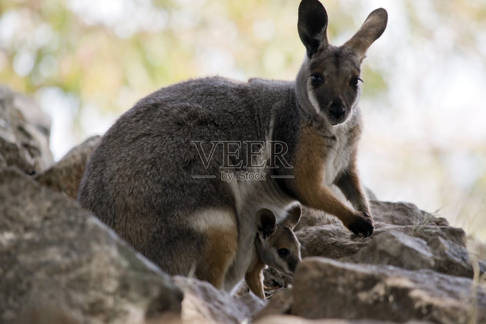 黄脚岩沙袋鼠的育儿袋里有一只小袋鼠照片摄影图片
