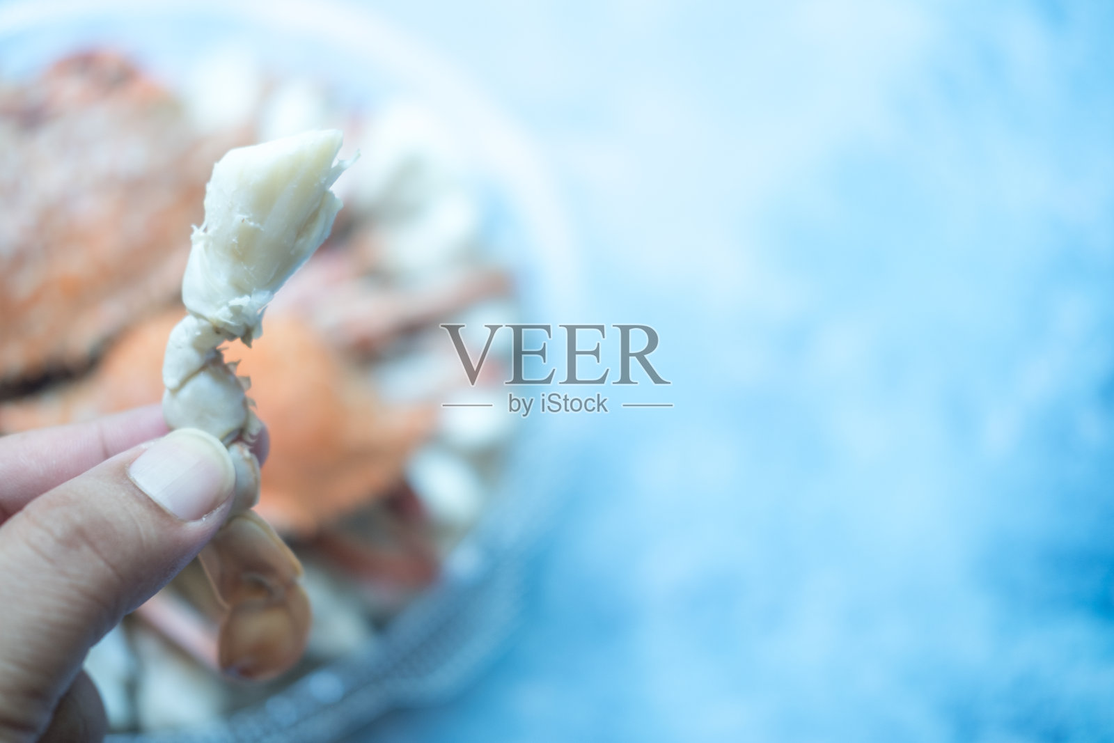 手拿一块煮熟的蟹腿肉和模糊的新鲜蒸或煮螃蟹在盒子上的蓝色背景，选择焦点。照片摄影图片