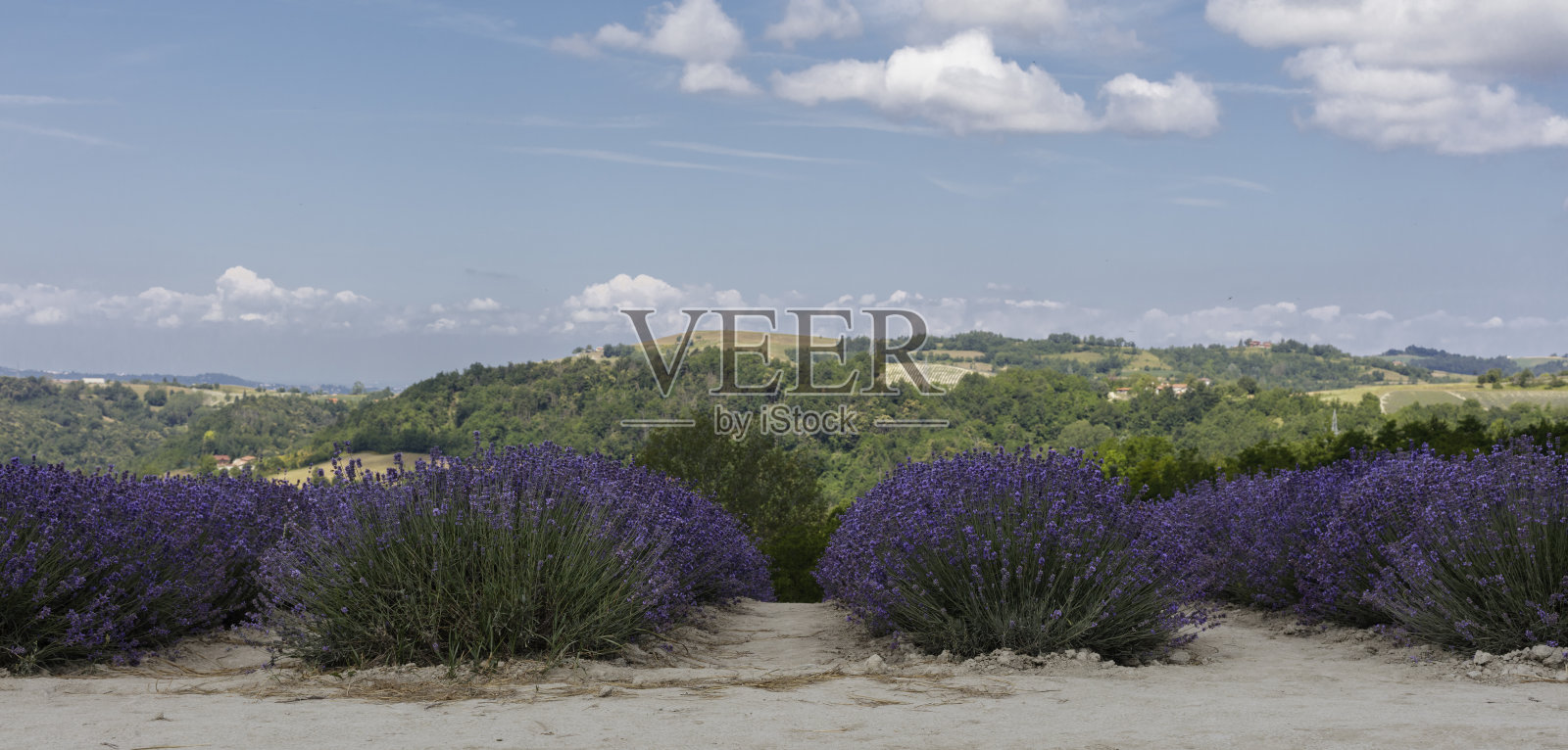 薰衣草花田照片摄影图片