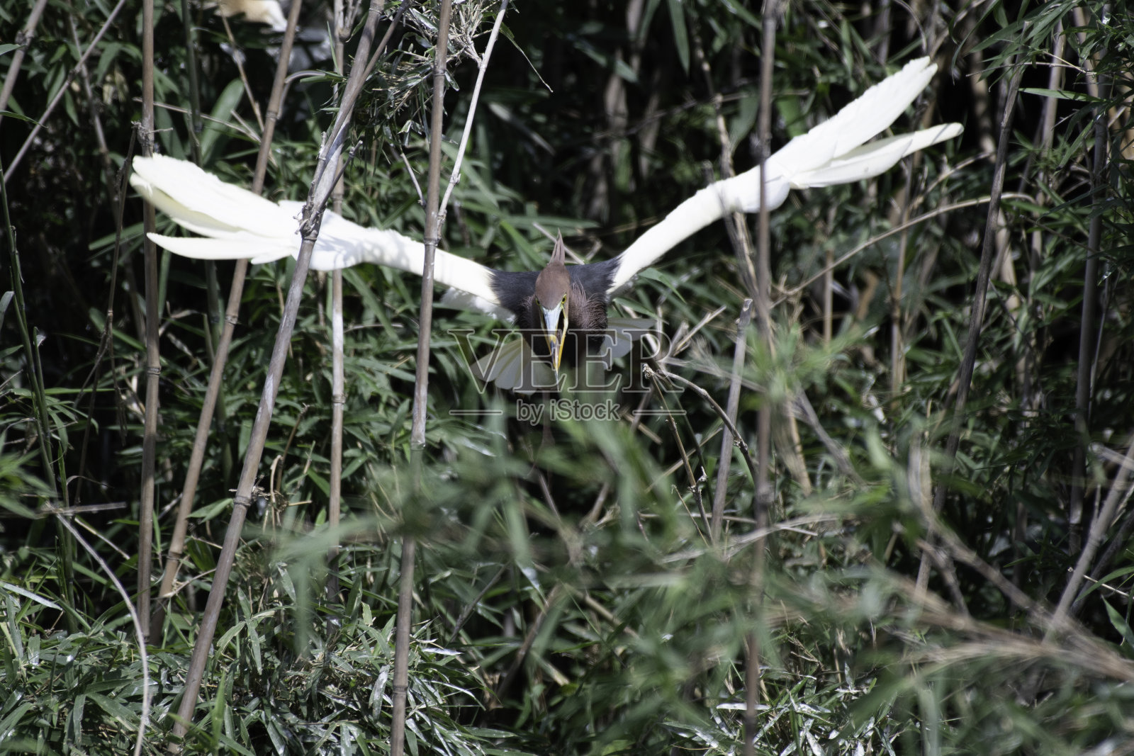 中国池鹭在树丛中拍打翅膀照片摄影图片