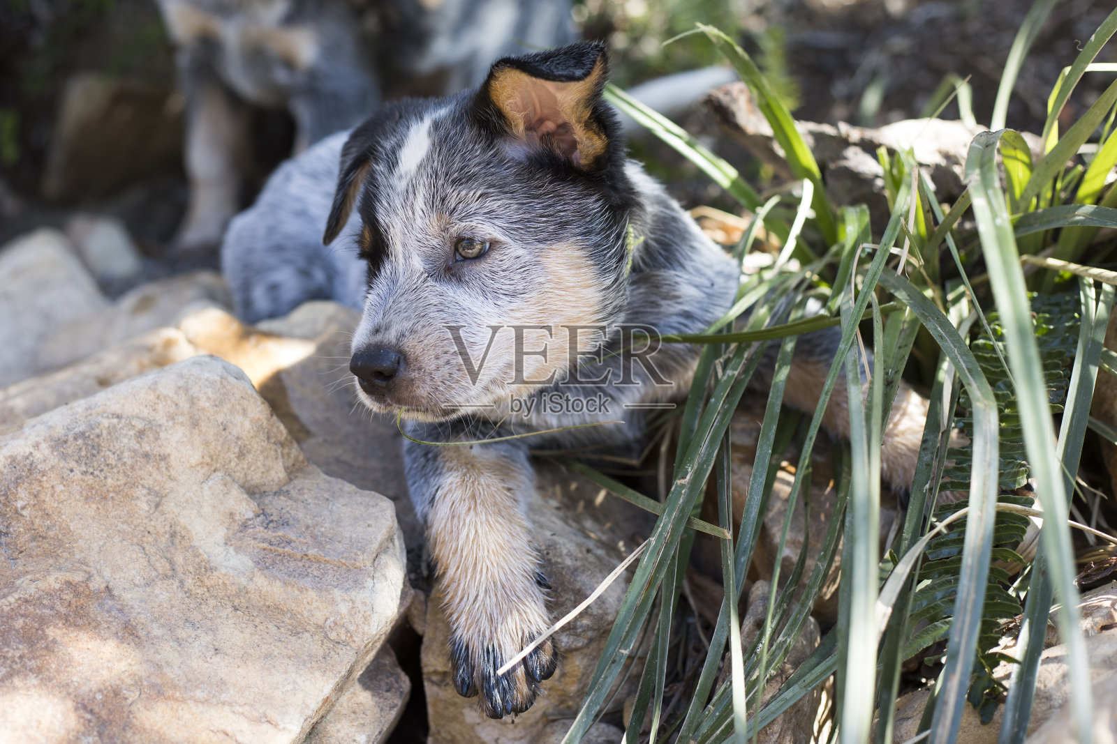 澳大利亚牛狗(蓝色希勒)小狗在外面玩耍的特写照片摄影图片