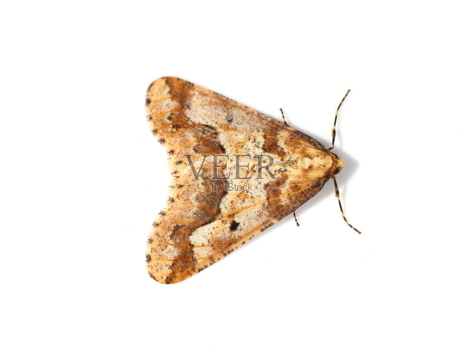斑驳的褐飞蛾，离生在白色背景上照片摄影图片