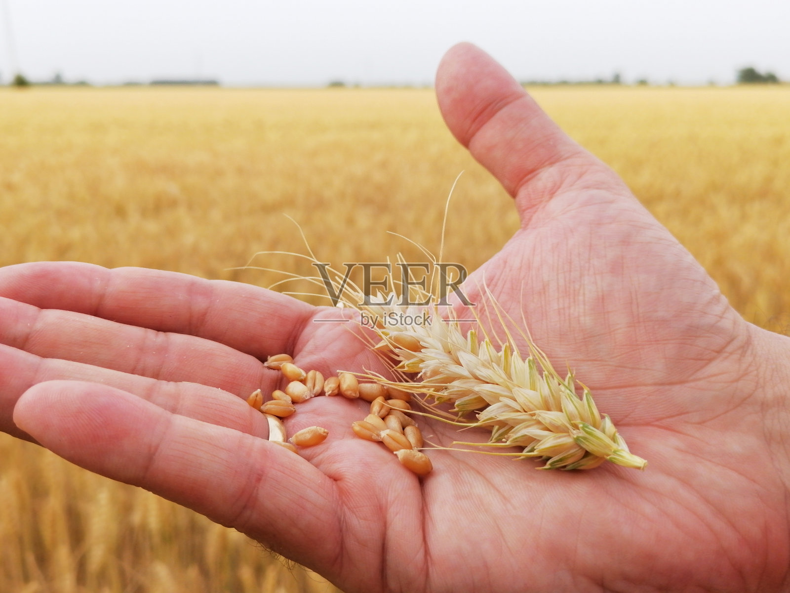 特写谷物和成熟的金色小麦穗在一个农民的手上。开始收获和农业工作。背景是一片谷地、地平线和天空照片摄影图片