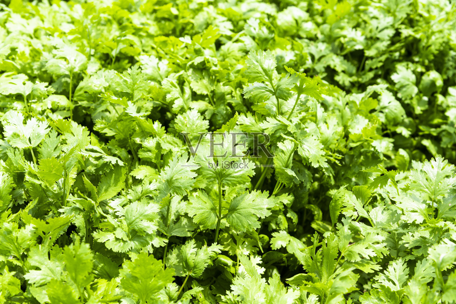 台湾云林的农田种植香菜作物照片摄影图片