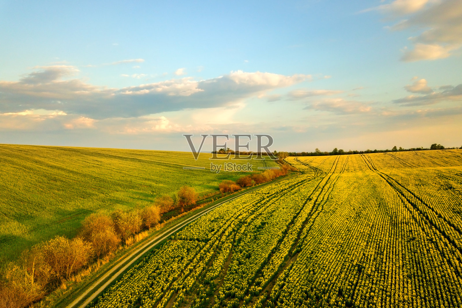 鸟瞰图明亮的绿色农田与种植油菜籽植物和越野土路在日落。照片摄影图片
