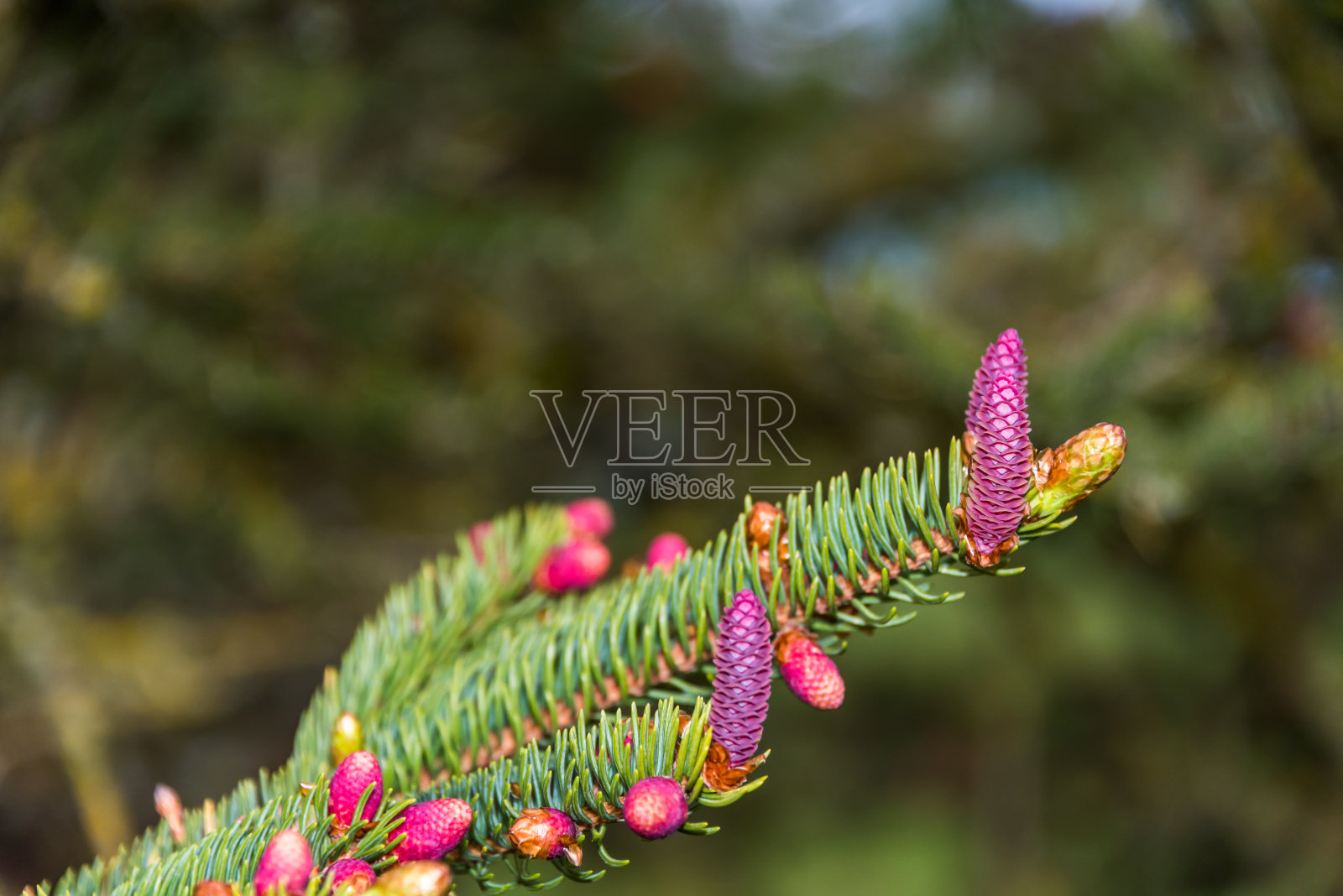 拉脱维亚春天发芽的塞尔维亚云杉照片摄影图片