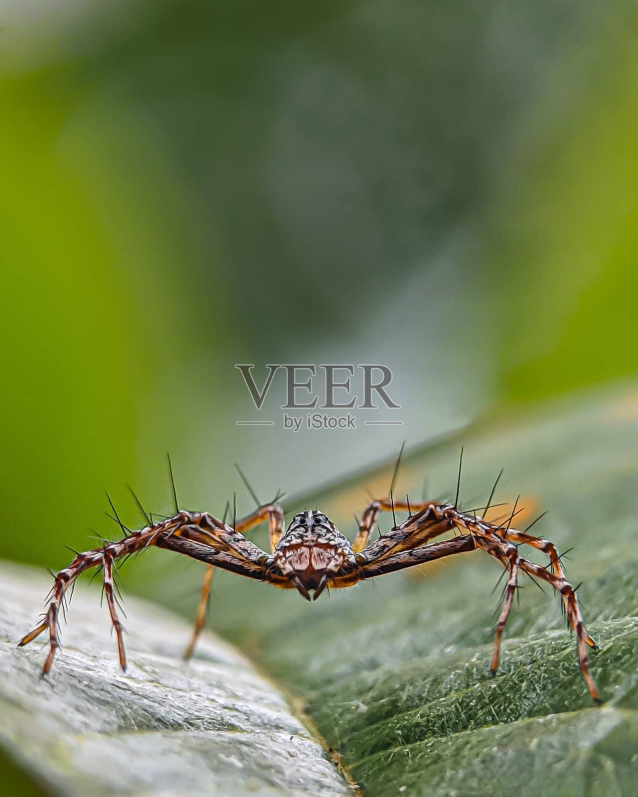 昆虫的微距摄影照片摄影图片