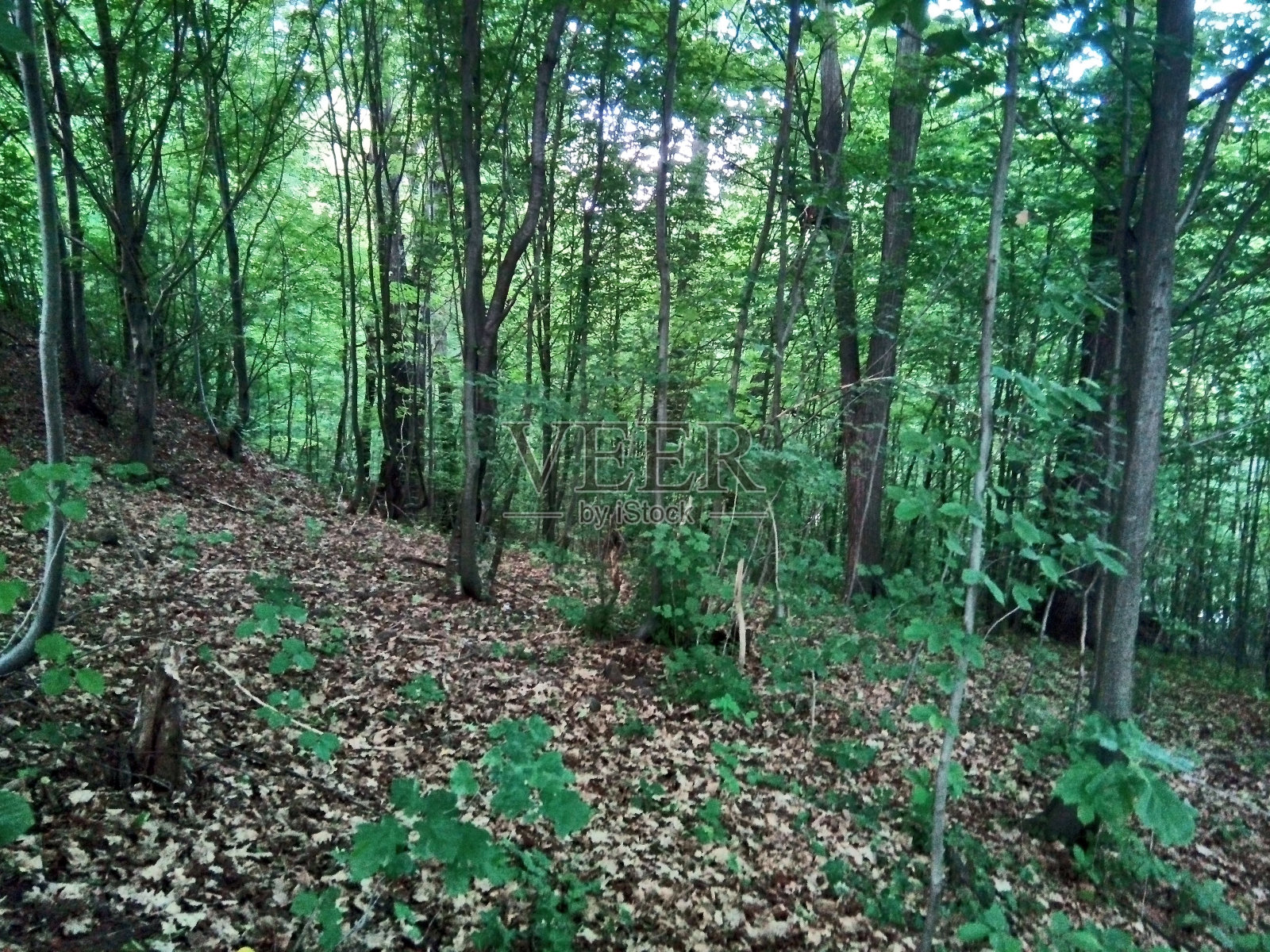 夏天的森林-罗马尼亚照片摄影图片
