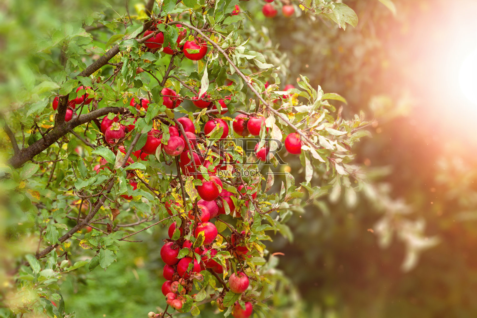 在阳光的近照下，一棵苹果树的树枝上有多汁新鲜、芳香的红苹果。照片摄影图片