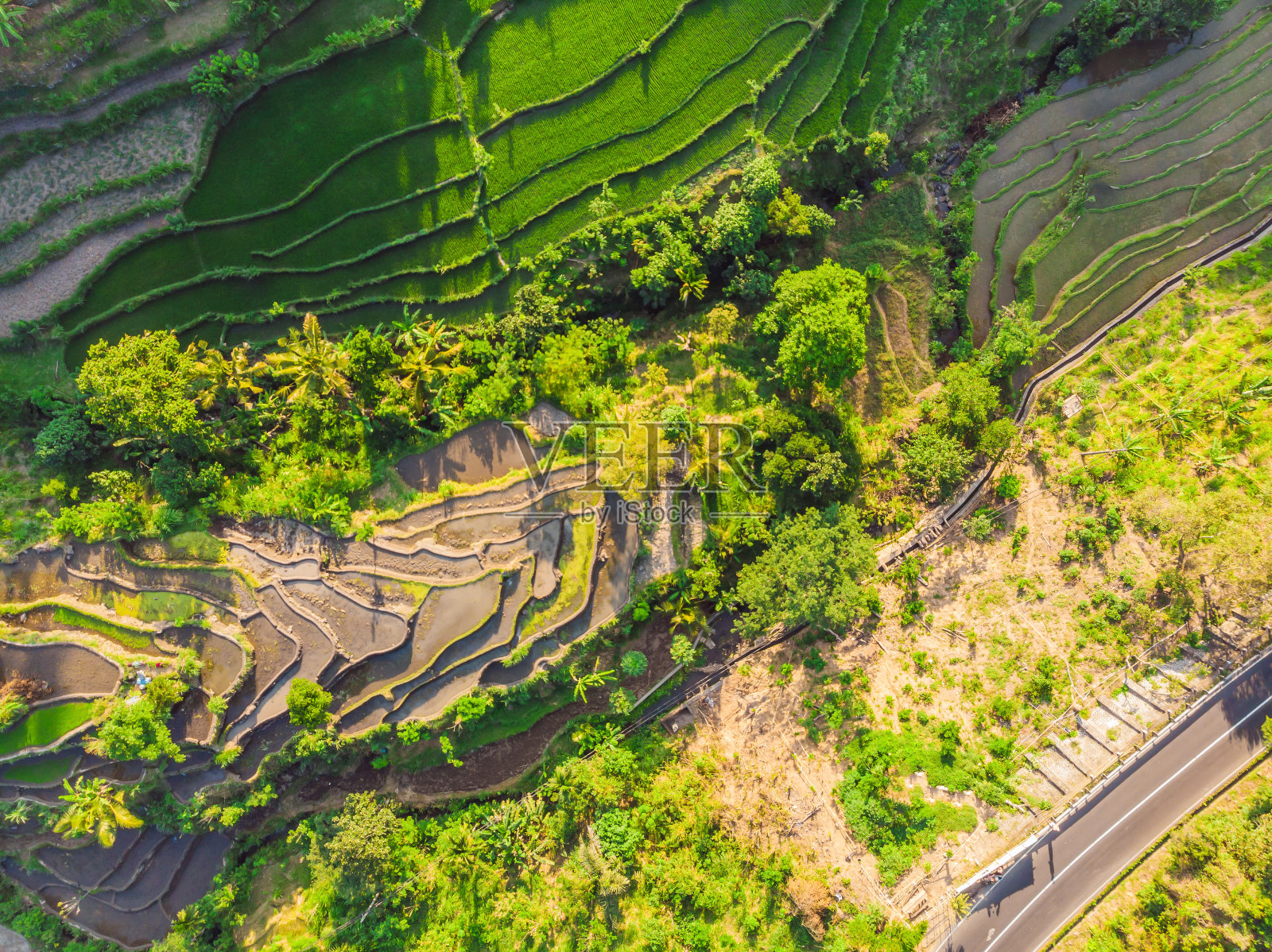 绿色梯级稻田种植在巴厘岛，印度尼西亚照片摄影图片