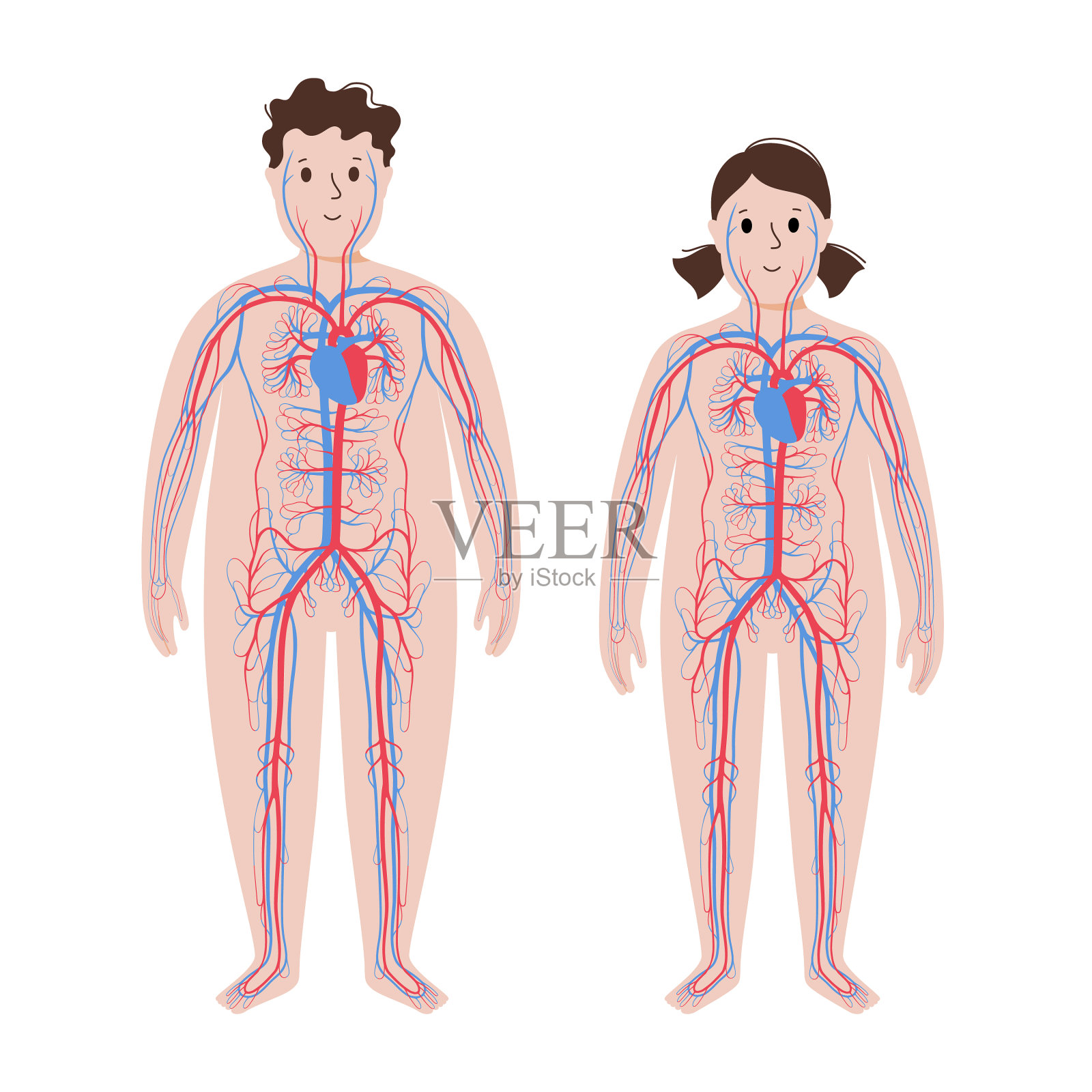 肥胖体的血液系统插画图片素材