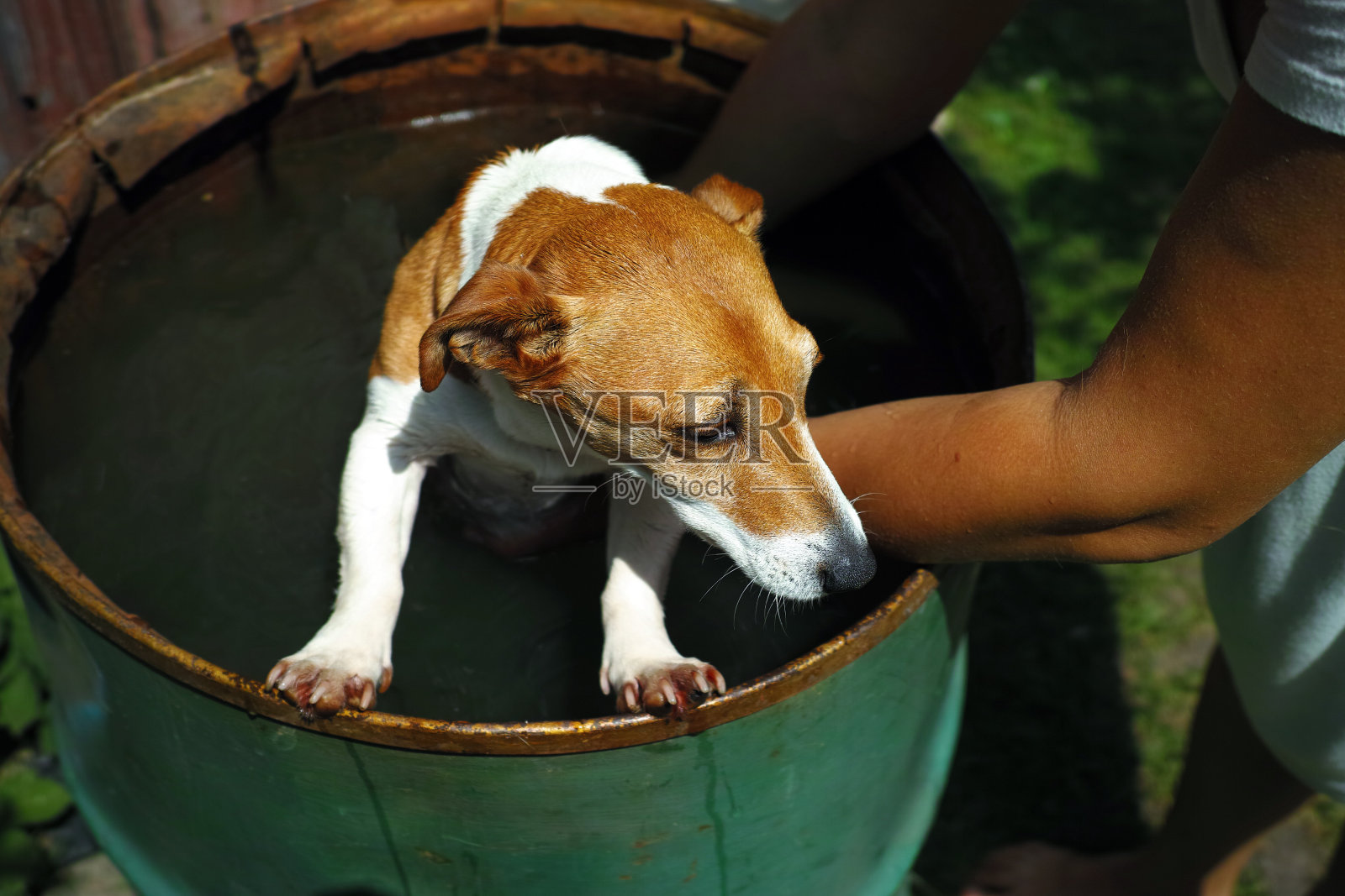 给小狗洗澡照片摄影图片