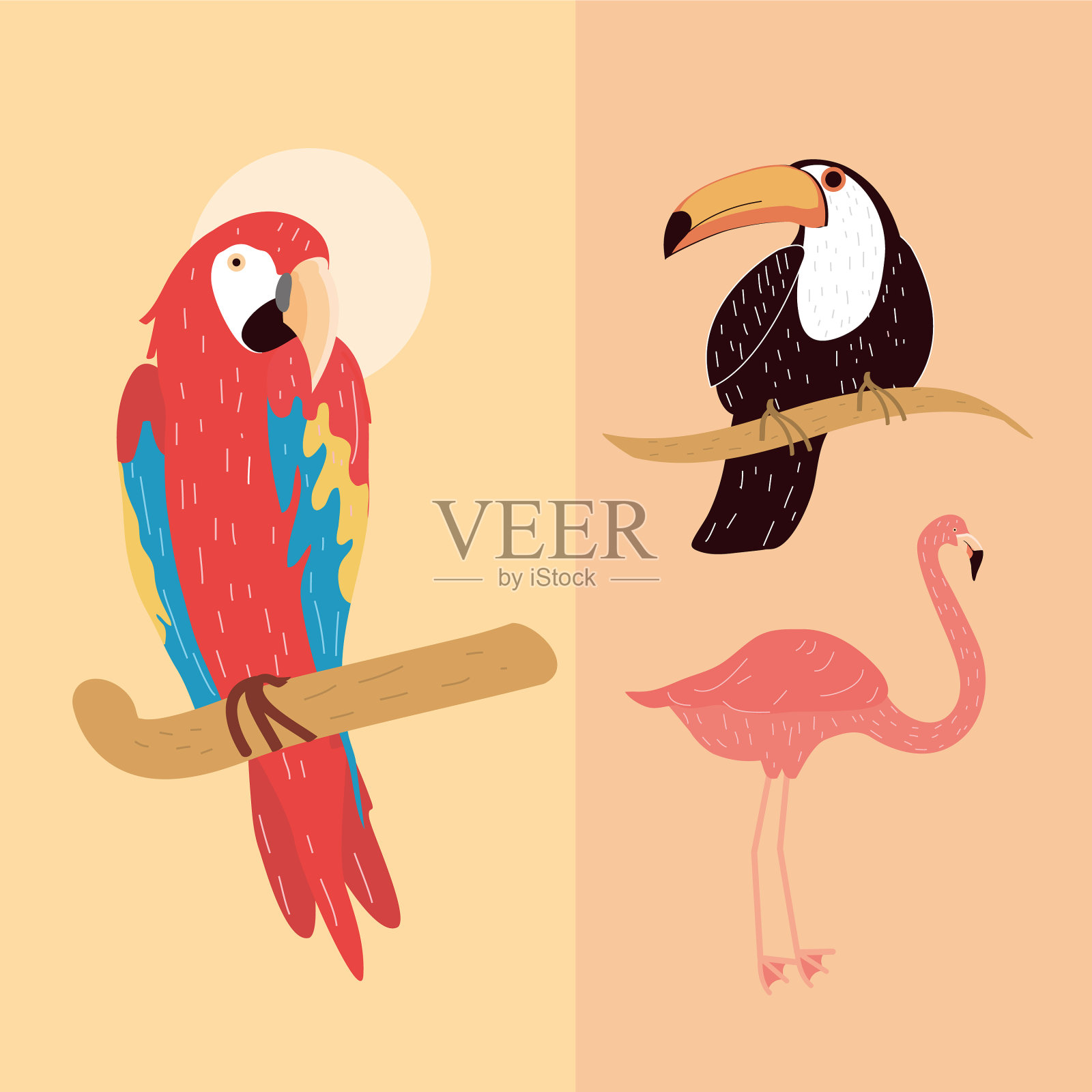 热带奇异鸟插画图片素材