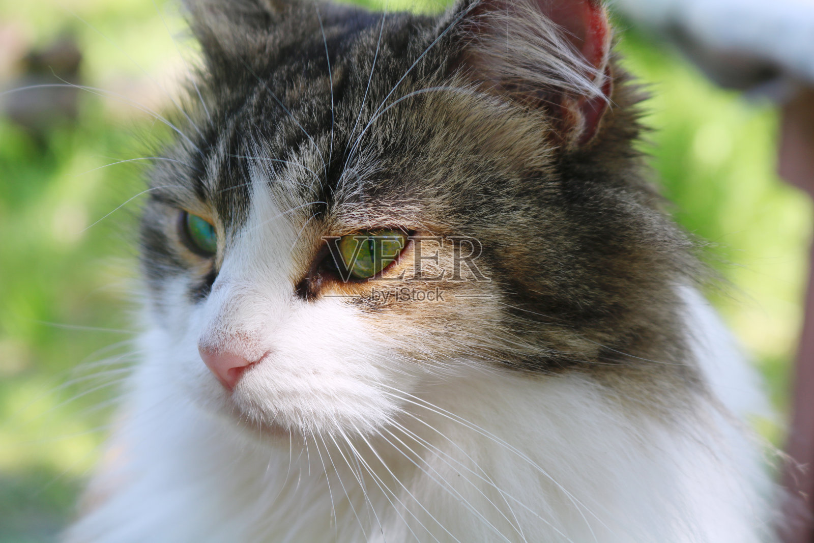 一个可爱的毛茸茸的猫的近照照片摄影图片