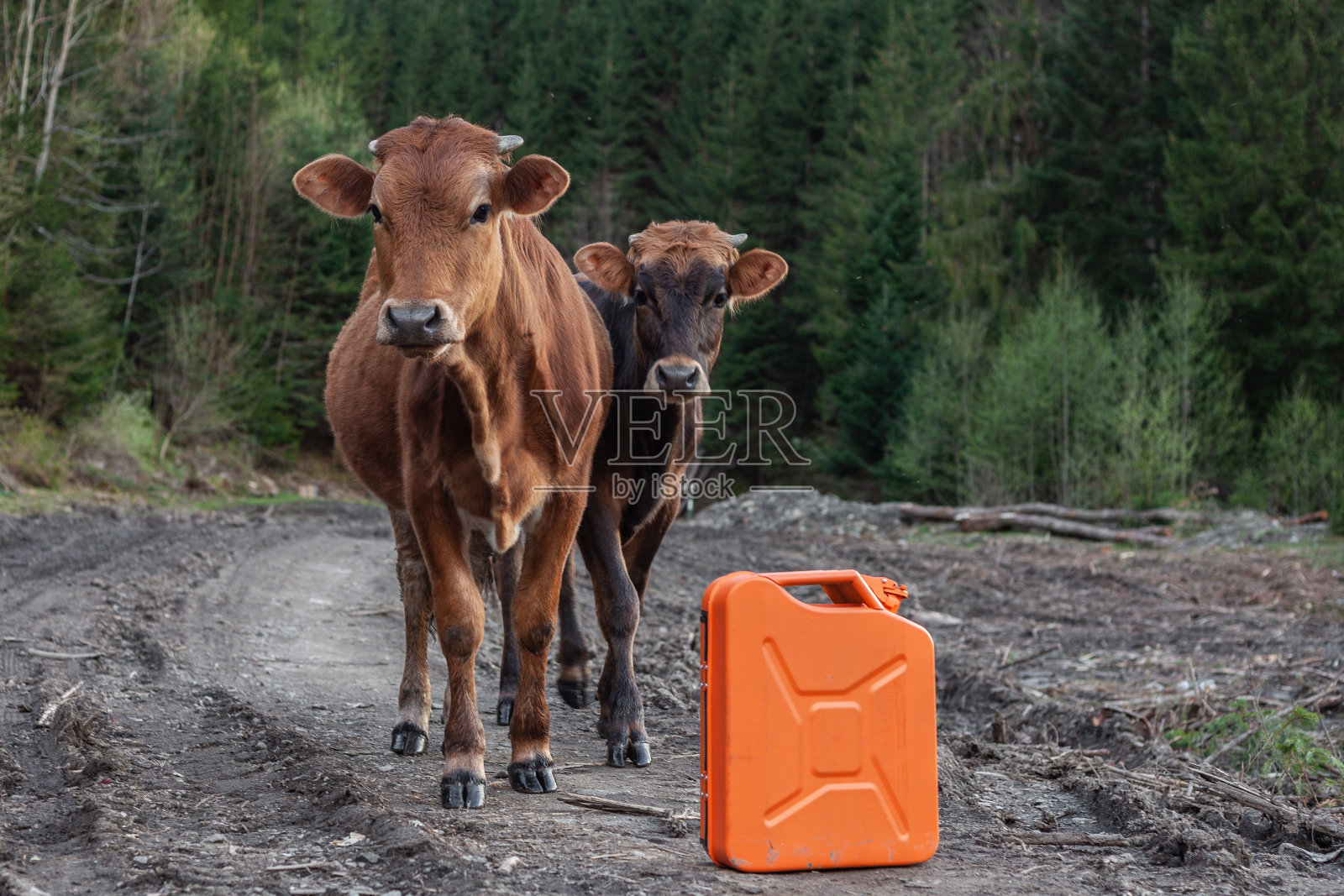 奶牛在森林里吃草，站在橙色的罐子旁边照片摄影图片