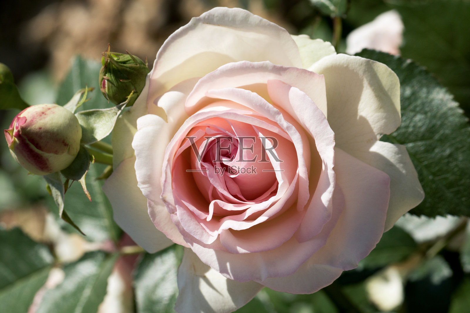大，芬芳，豪华，珊瑚粉红色玫瑰花蕾与深叶玫瑰灌木在春天。夏天，花园里的玫瑰丛中开着粉红色的玫瑰花。花的背景照片摄影图片