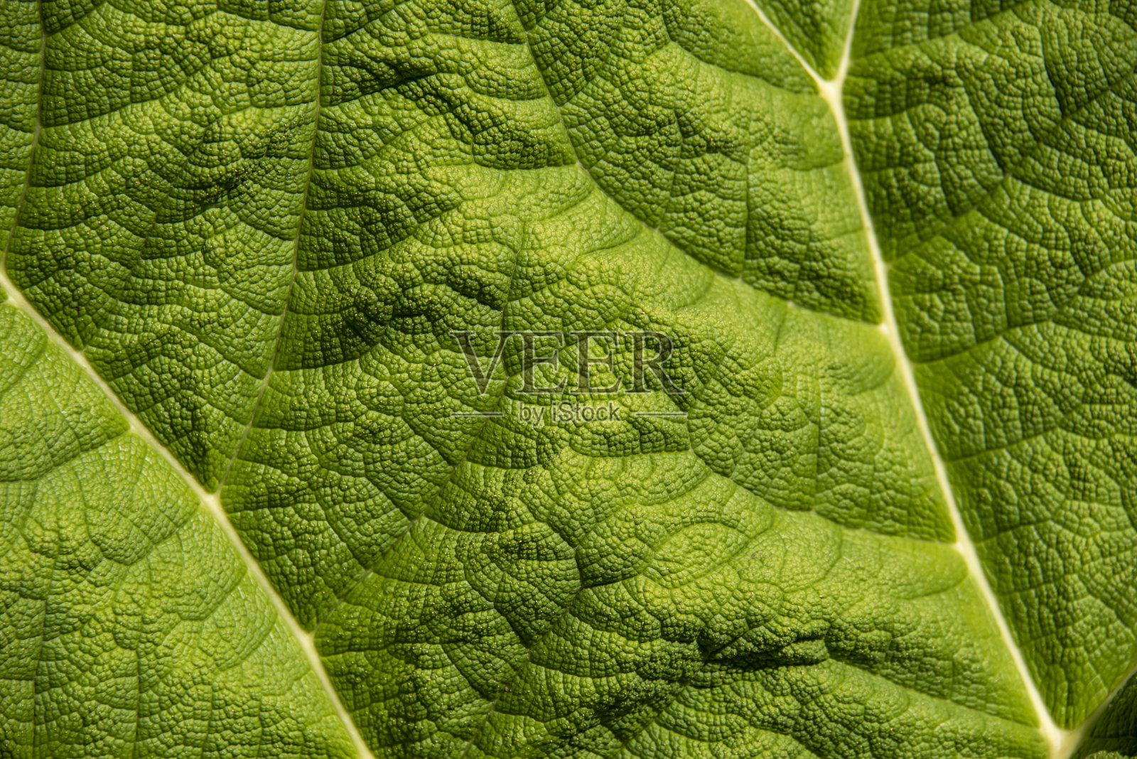 绿叶的特写照片摄影图片