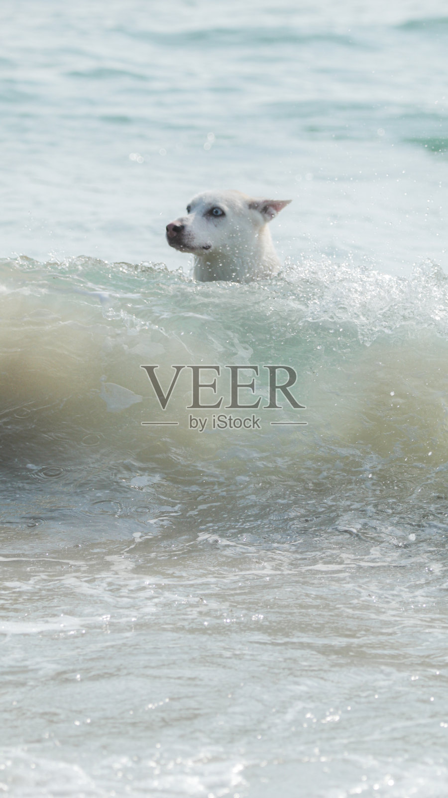 家养的哈士奇被海浪淹没在沙滩上。照片摄影图片