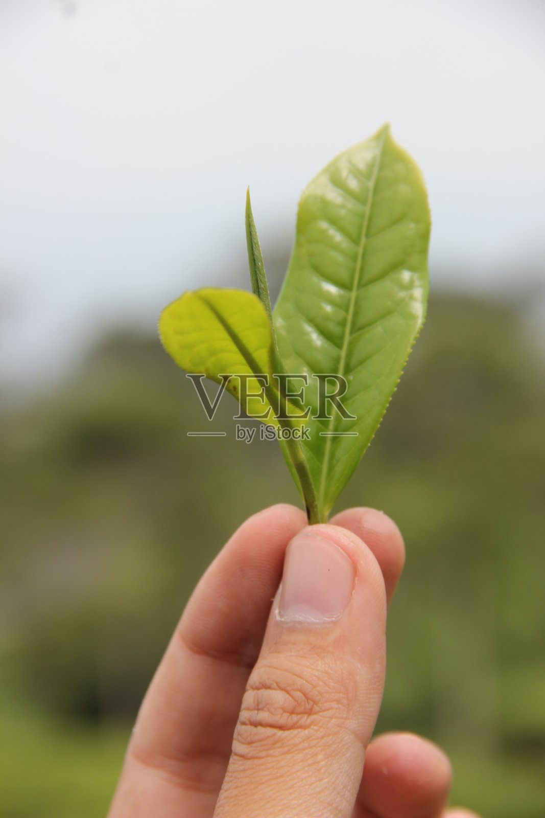 以茶园为背景的一小枝茶叶照片摄影图片