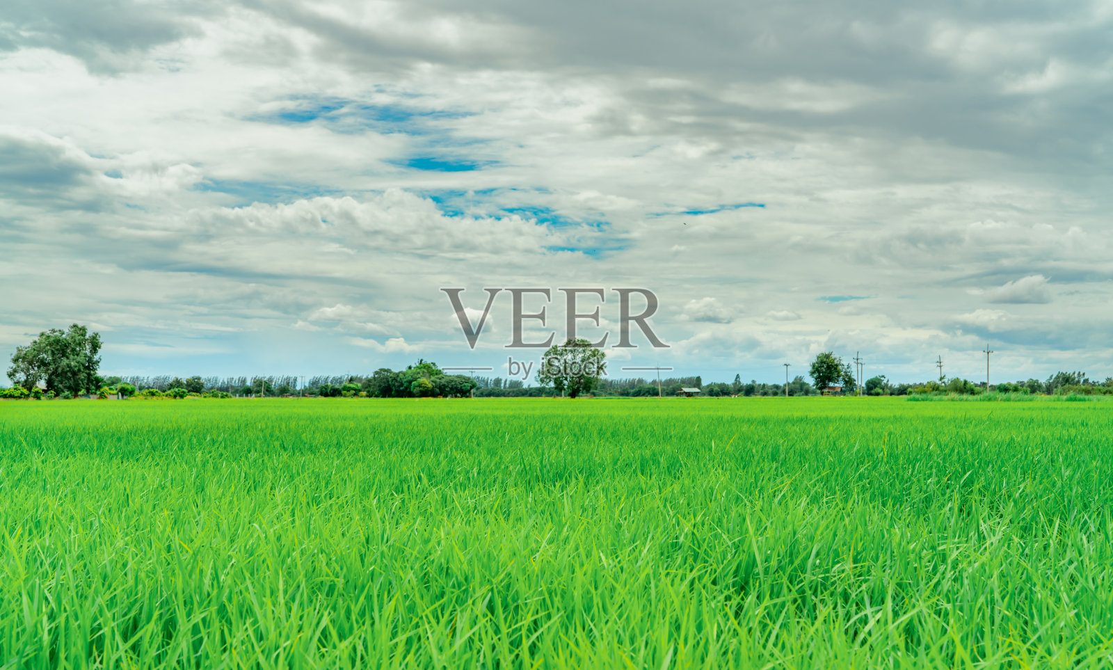 山水绿稻田。在农村种植水稻。绿色的稻田。亚洲的有机水稻农场。稻田。蓝天白云映衬下的热带风景。农业的农场。室外空气。照片摄影图片