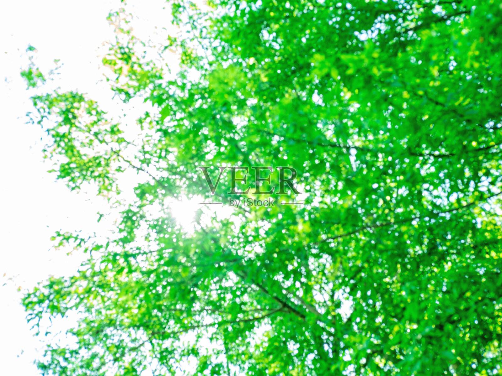 树上的新叶映衬着天空，这是抽象的夏季背景。照片摄影图片