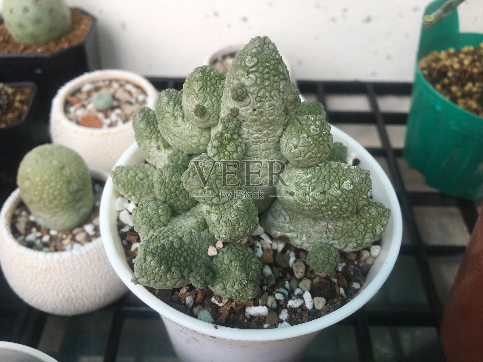 把仙人掌放在一个小罐子里照片摄影图片