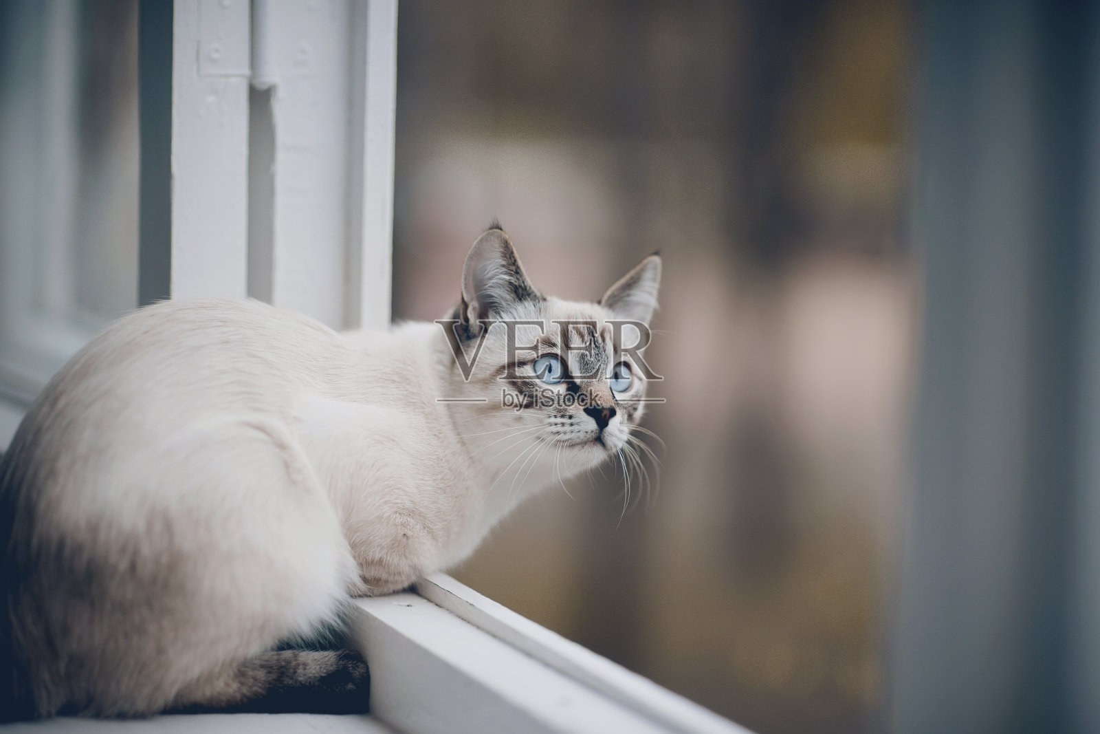 窗台上有一只泰国猫的画像。照片摄影图片