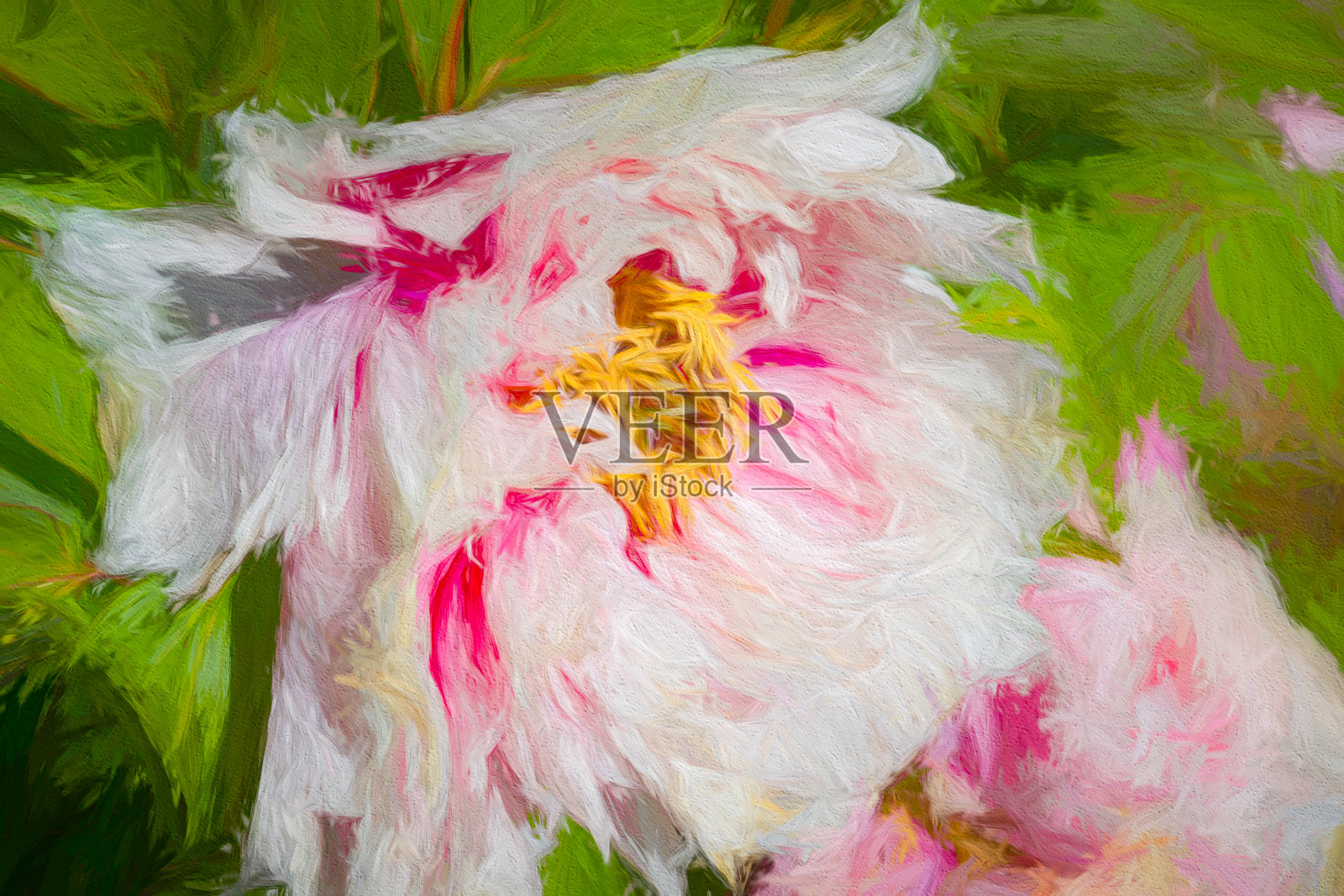 牡丹雨后玫瑰开花照片摄影图片