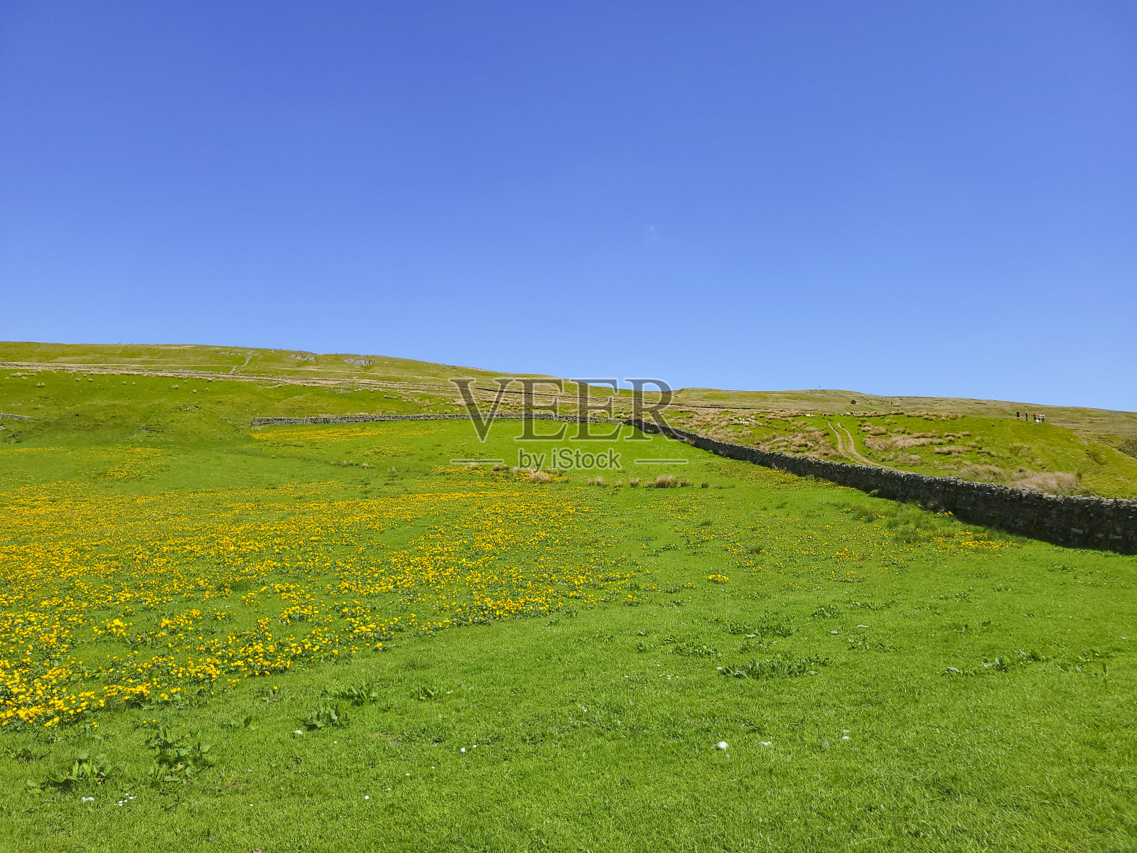 在坎布里亚的毛茛或球根毛茛的田野照片摄影图片