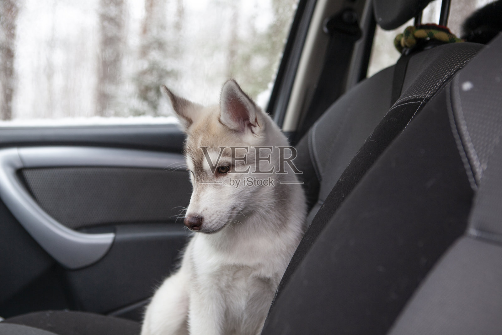 车里可爱的小狗照片摄影图片