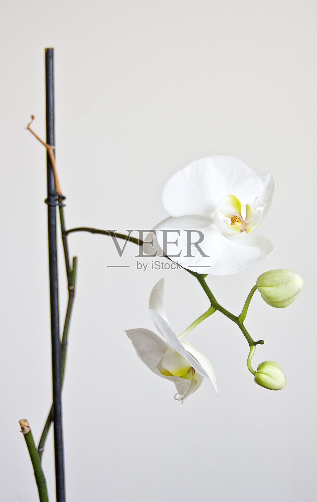 孤立的绿叶白色兰花照片摄影图片