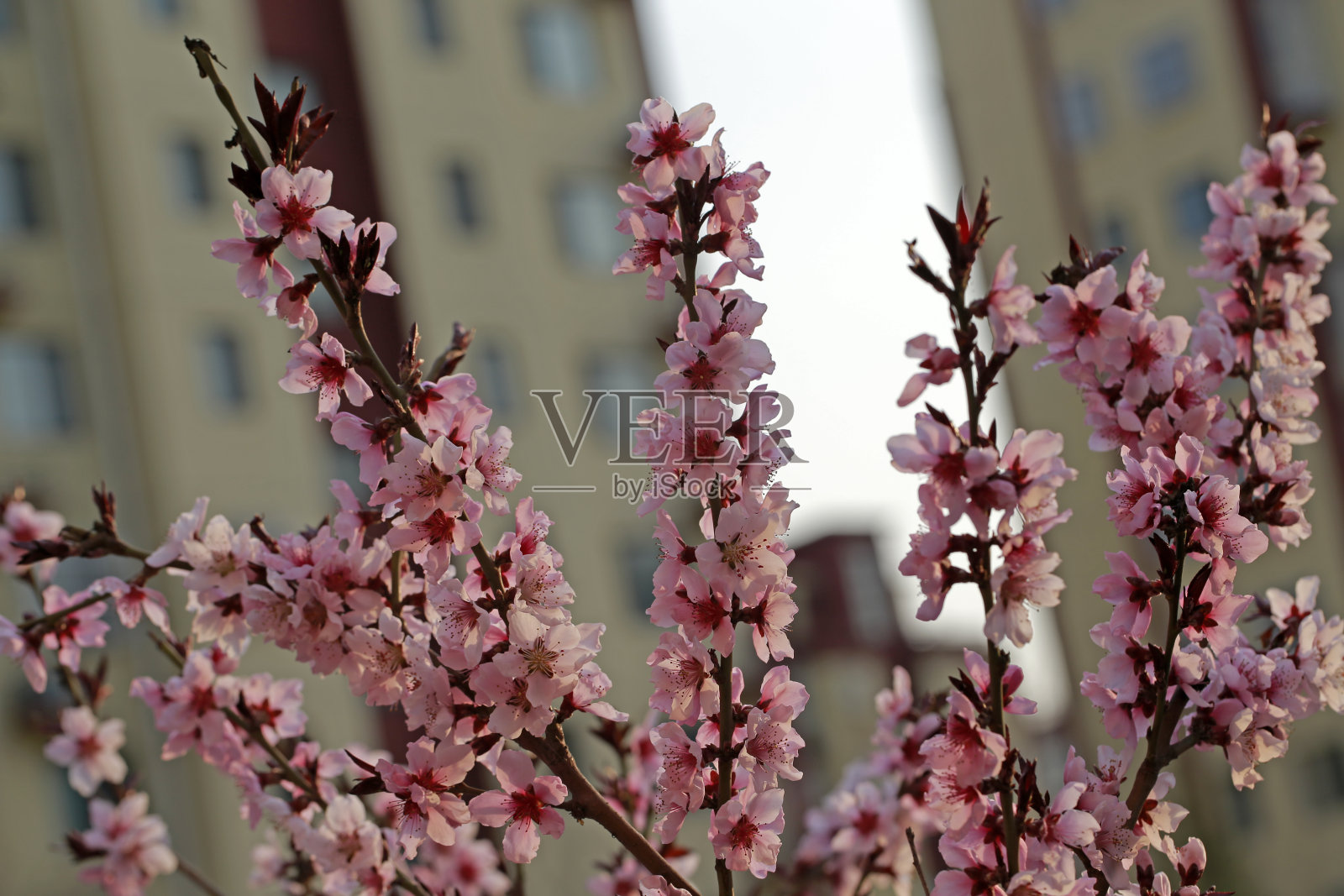 盛开在桃花里照片摄影图片