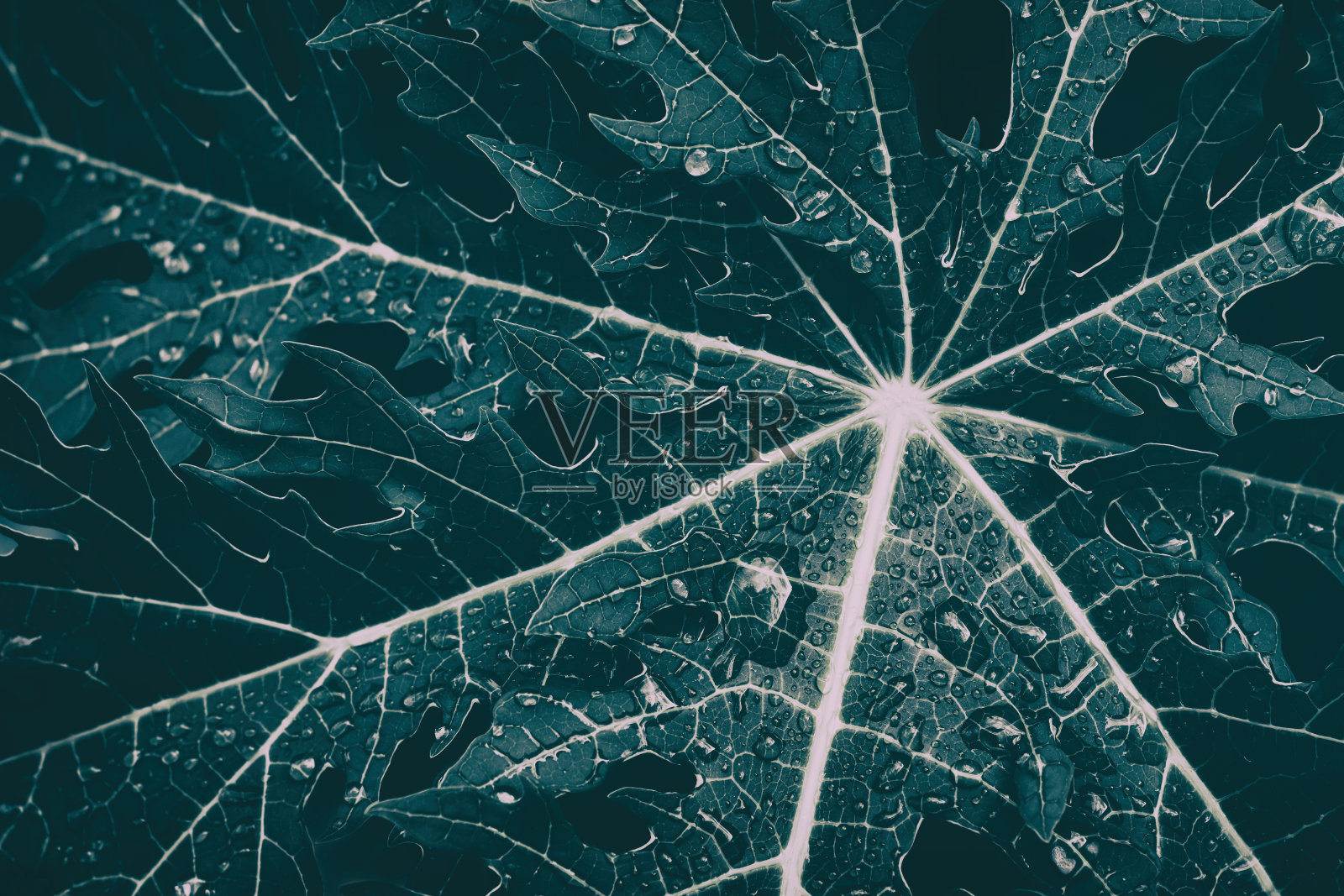 水滴溅在叶子上照片摄影图片