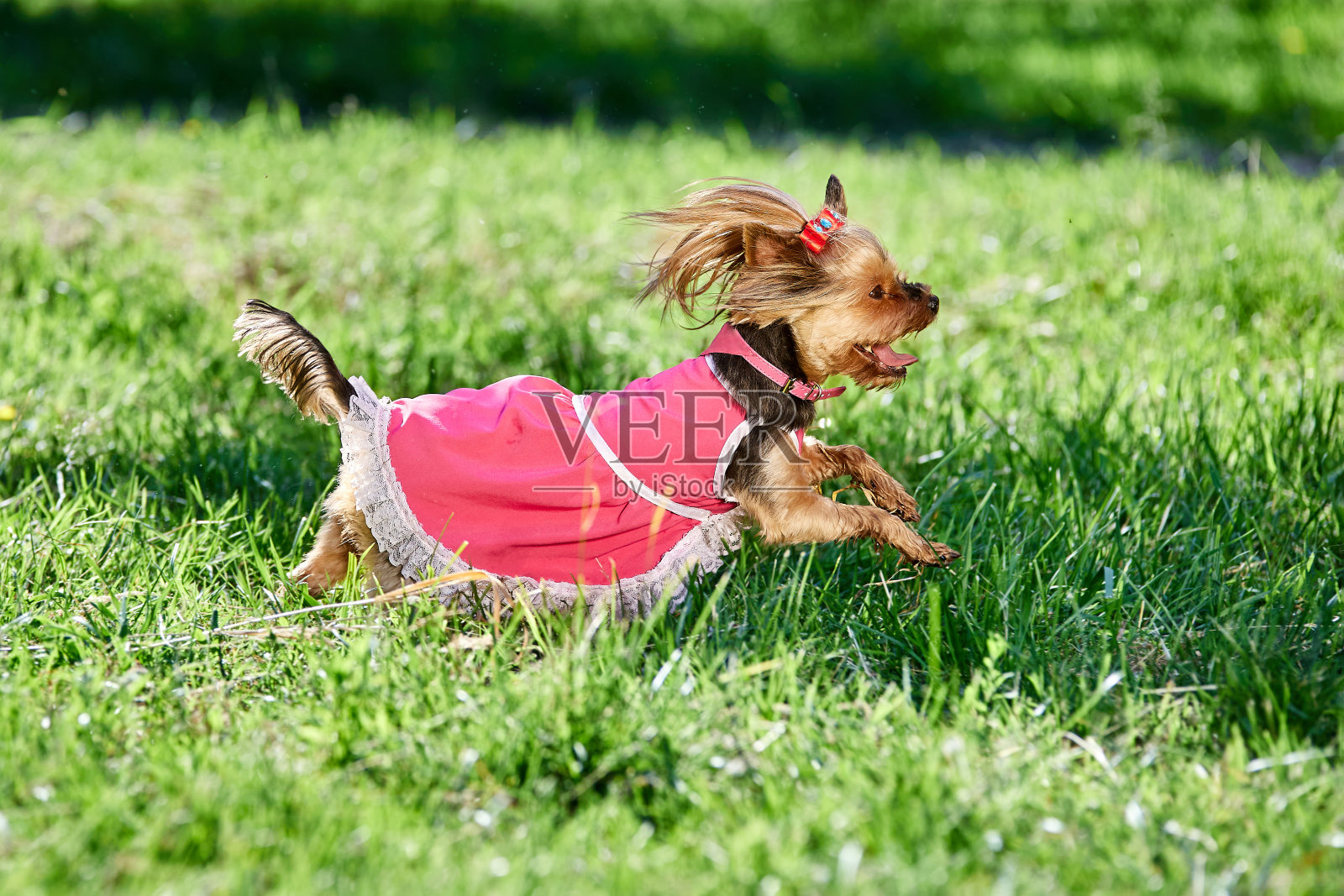 在阳光明媚的夏日里，约克夏犬正在草地上奔跑，狗狗穿着粉红色的夏装。照片摄影图片
