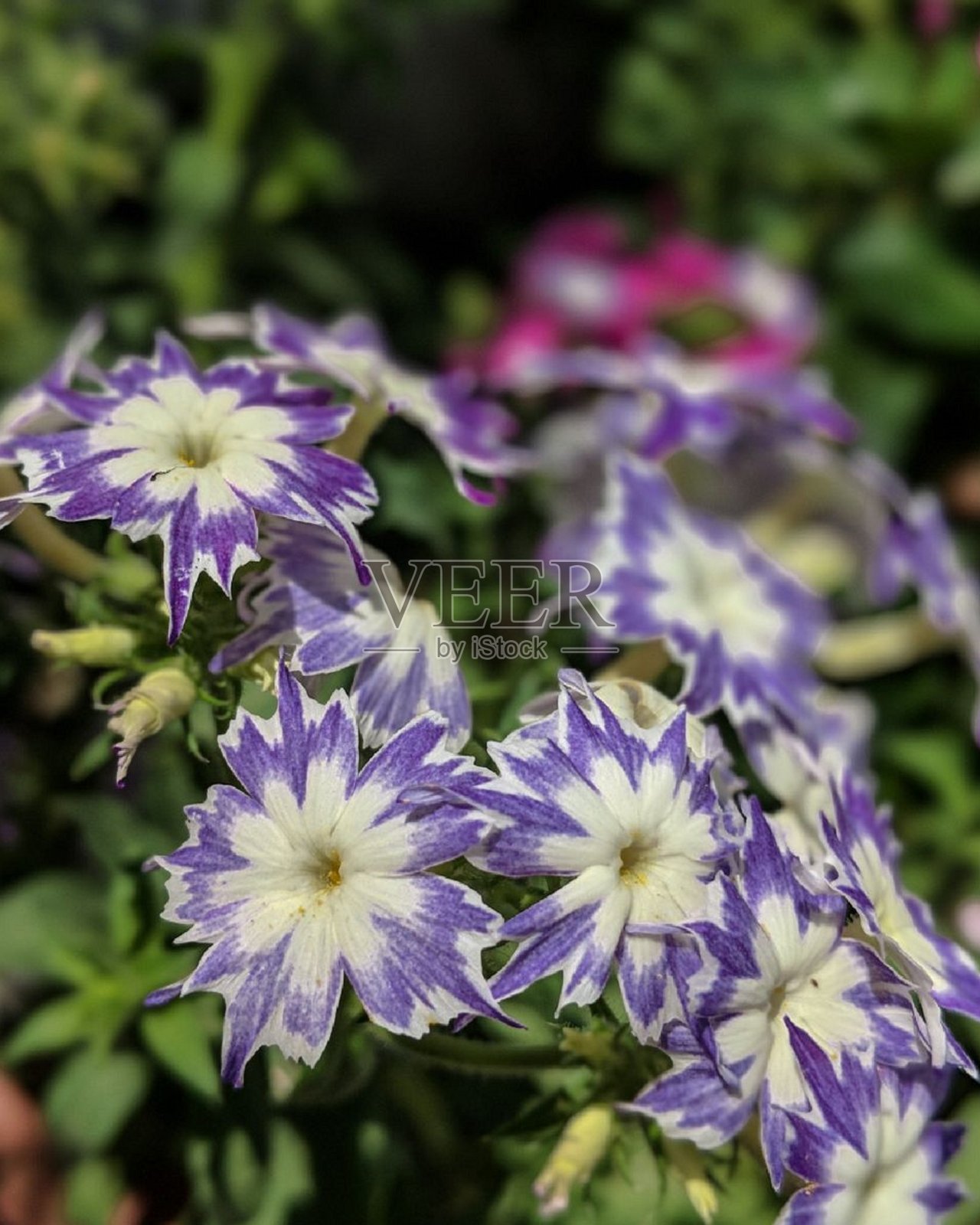 美丽的春天季节的花在安大略照片摄影图片