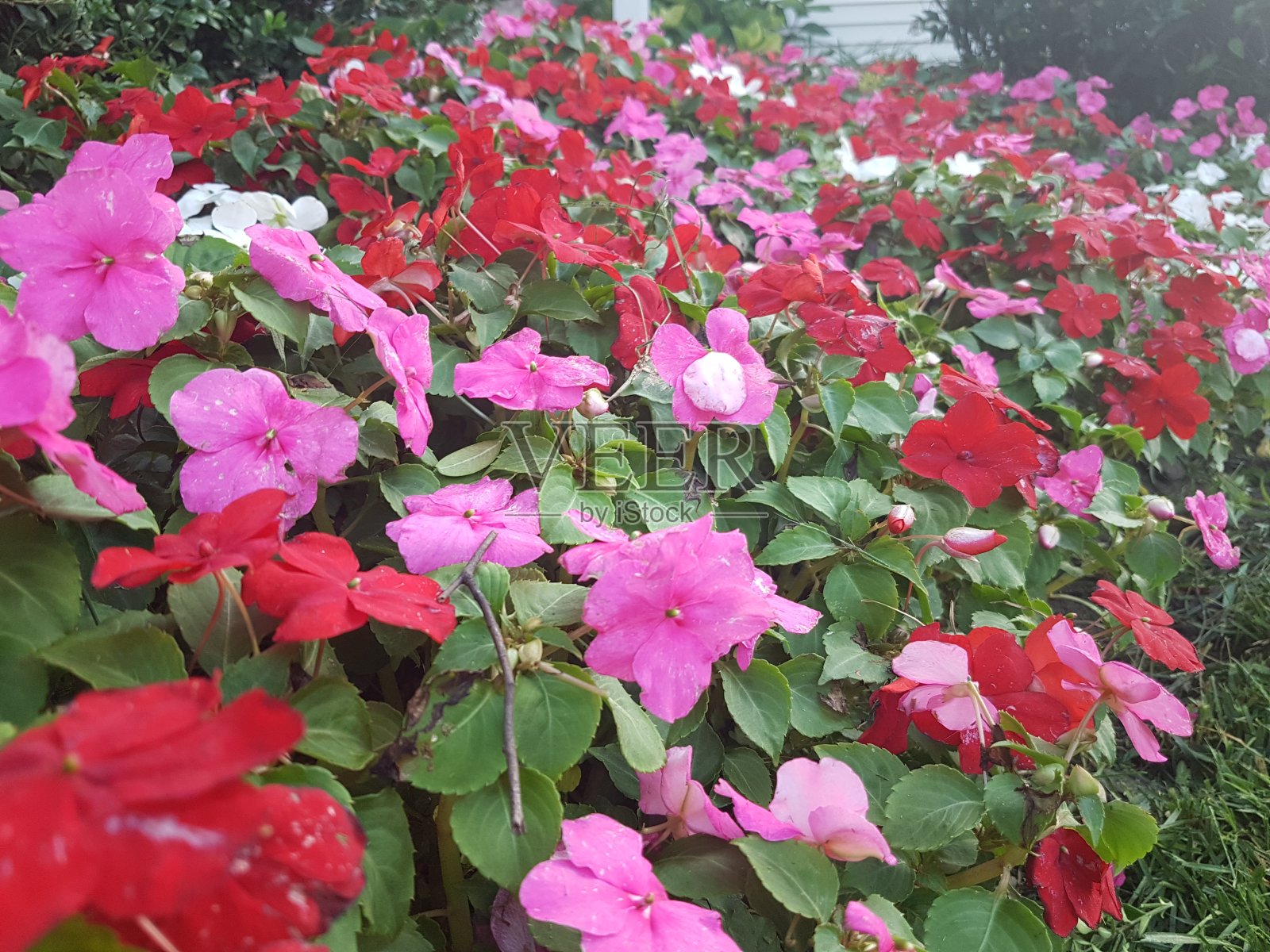 美丽的春天季节的花在安大略照片摄影图片