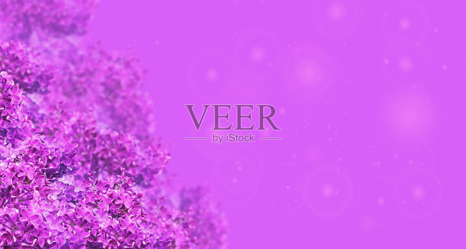 艺术背景的充满活力的粉红色夏季丁香花照片摄影图片