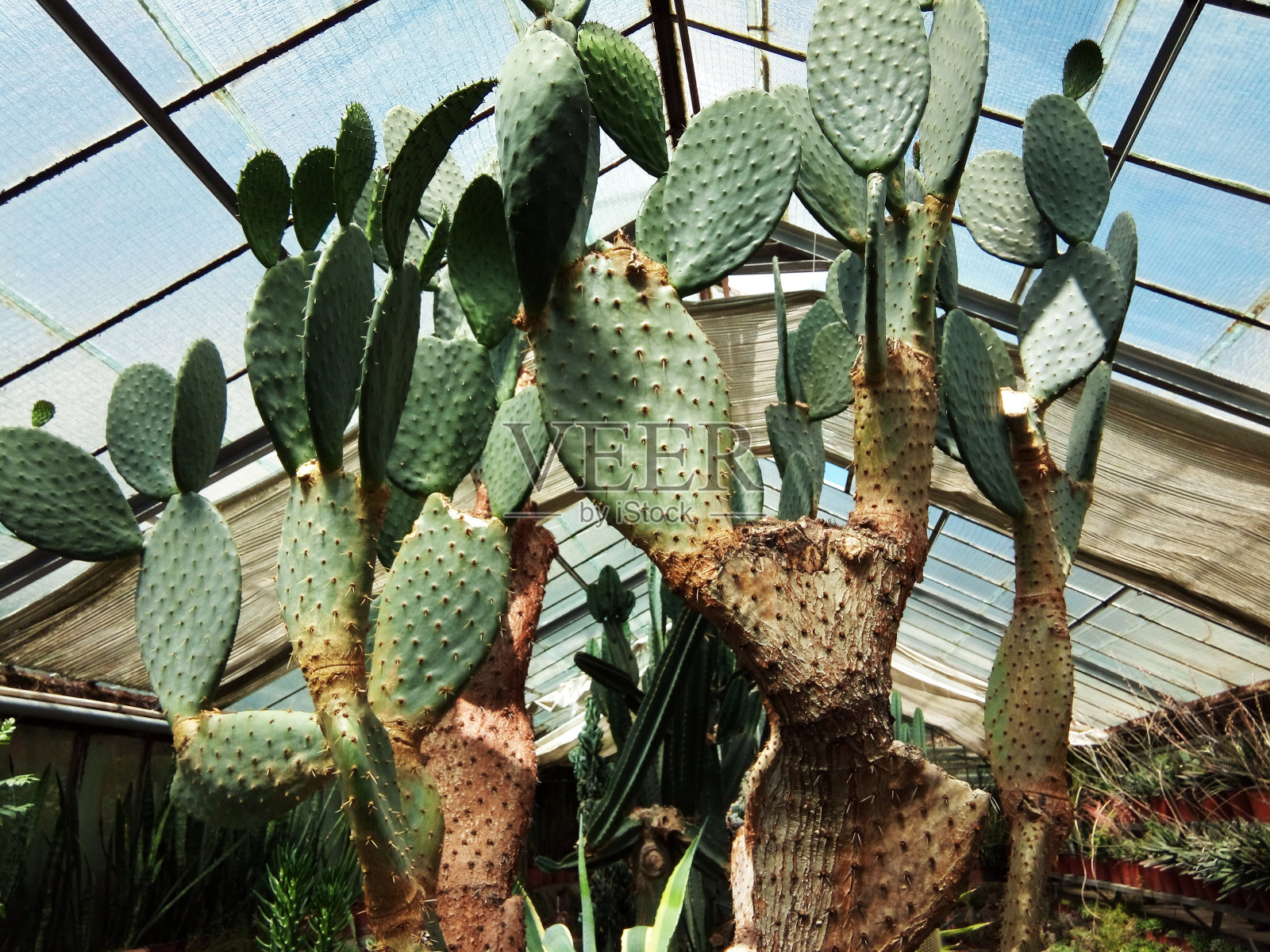 在罗马尼亚植物园的仙人掌照片摄影图片