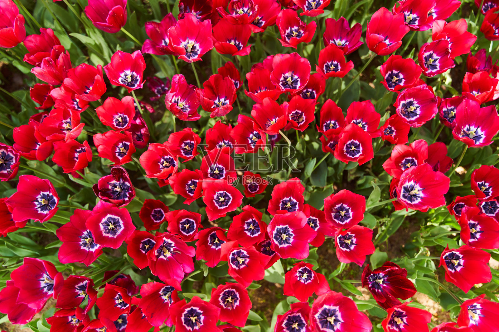 红色美丽的郁金香田在春天的阳光照片摄影图片