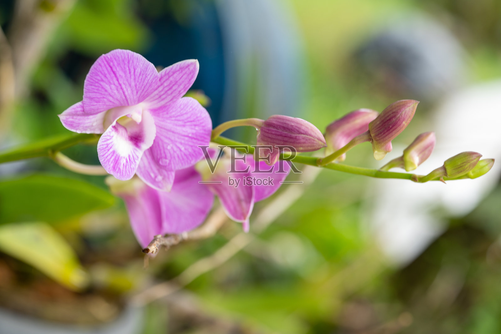 野生兰花的微距特写，紫色，粉红色和白色的花在模糊的背景。照片摄影图片