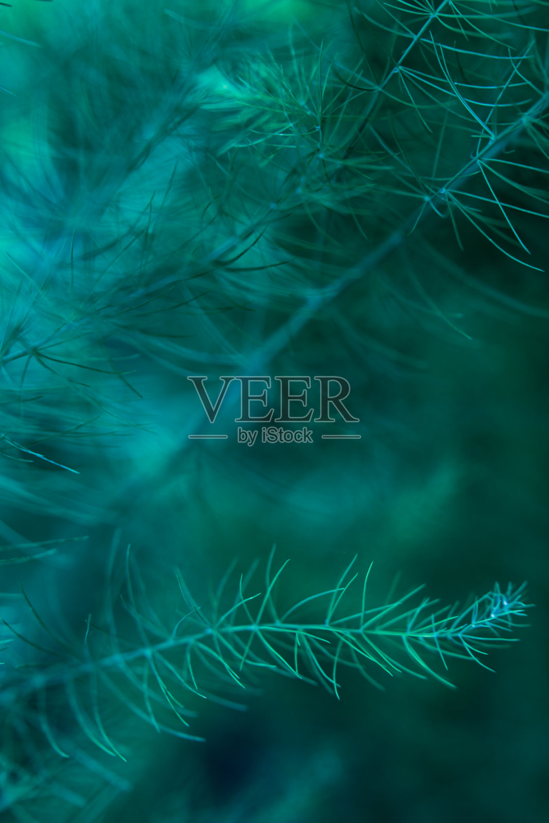 抽象蓝色自然植物背景与软焦点照片摄影图片