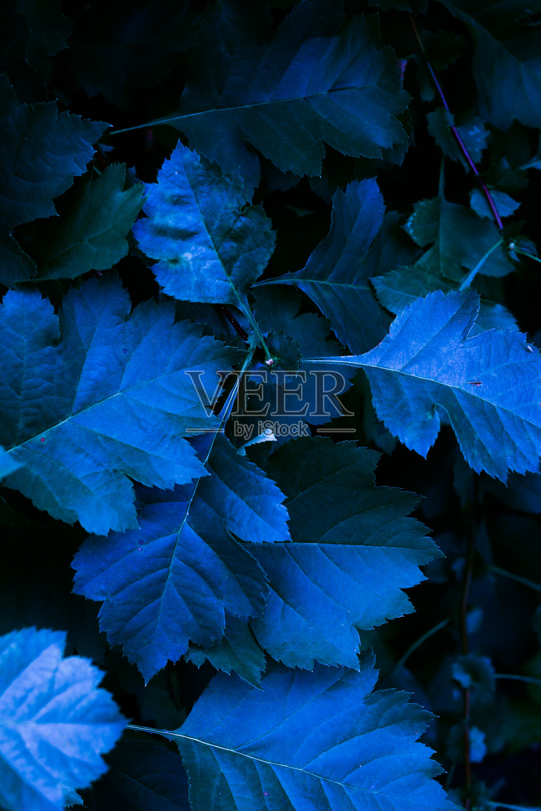 抽象的蓝色自然植物背景与软焦点照片摄影图片