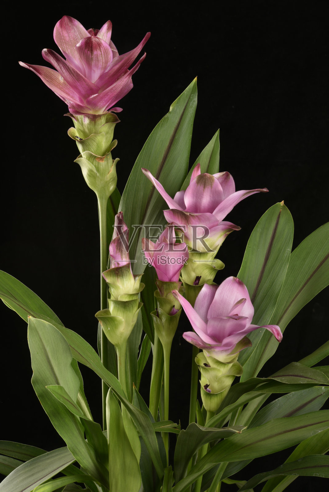 姜黄照片摄影图片