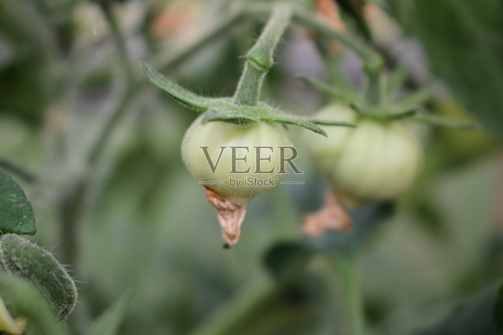 西红柿照片摄影图片