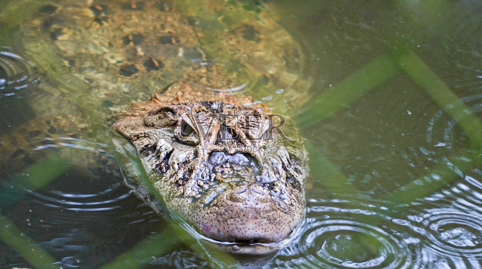 巴西里约热内卢的鳄鱼(黄色聊天鳄鱼)照片摄影图片