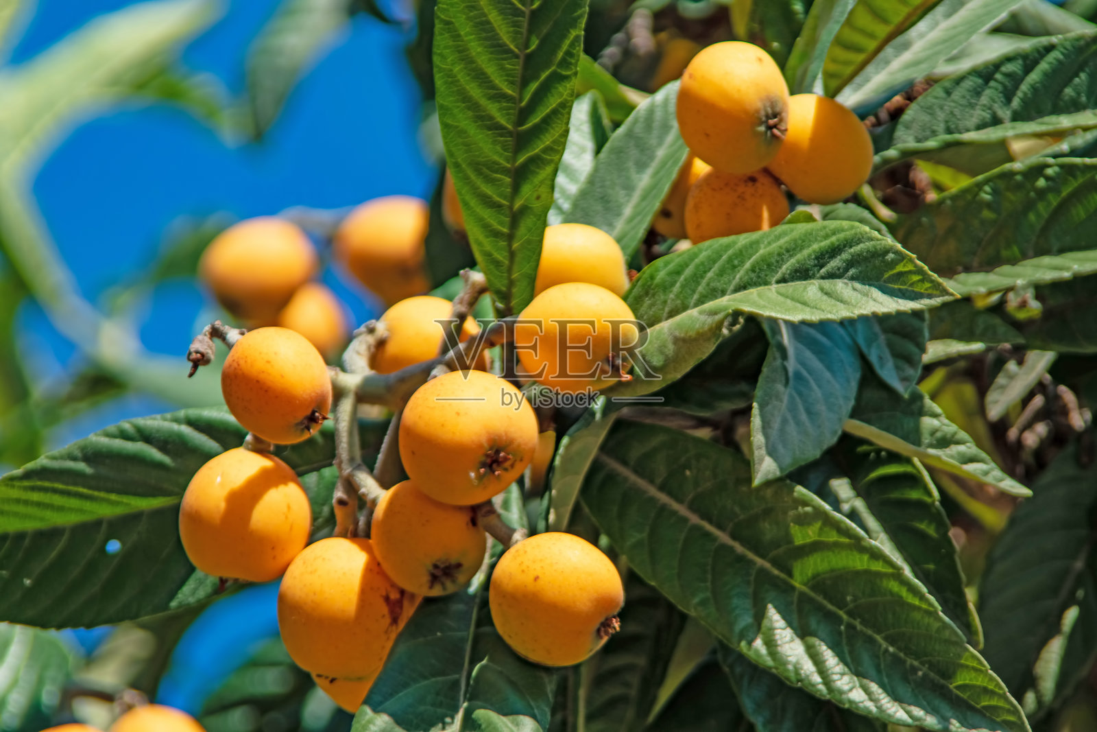 成熟的枇杷在树上长着绿色的叶子照片摄影图片