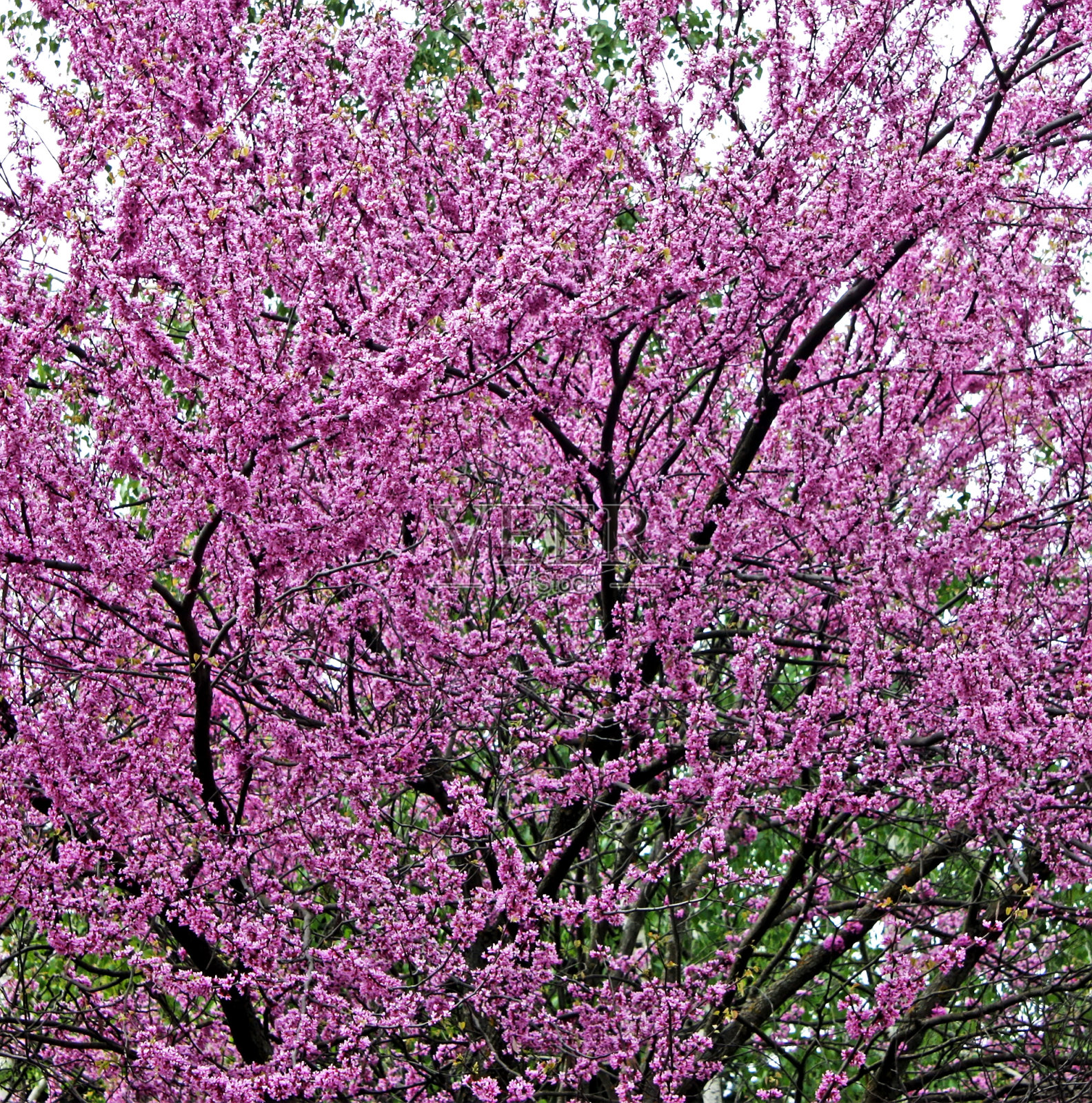 犹太人的树。照片摄影图片