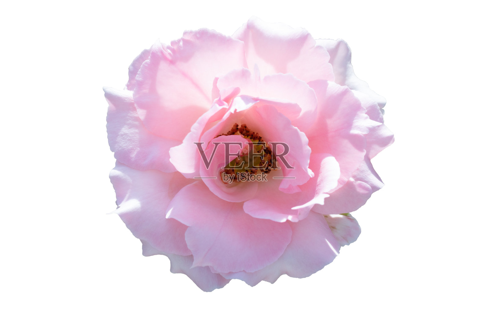 粉红玫瑰孤立花照片摄影图片