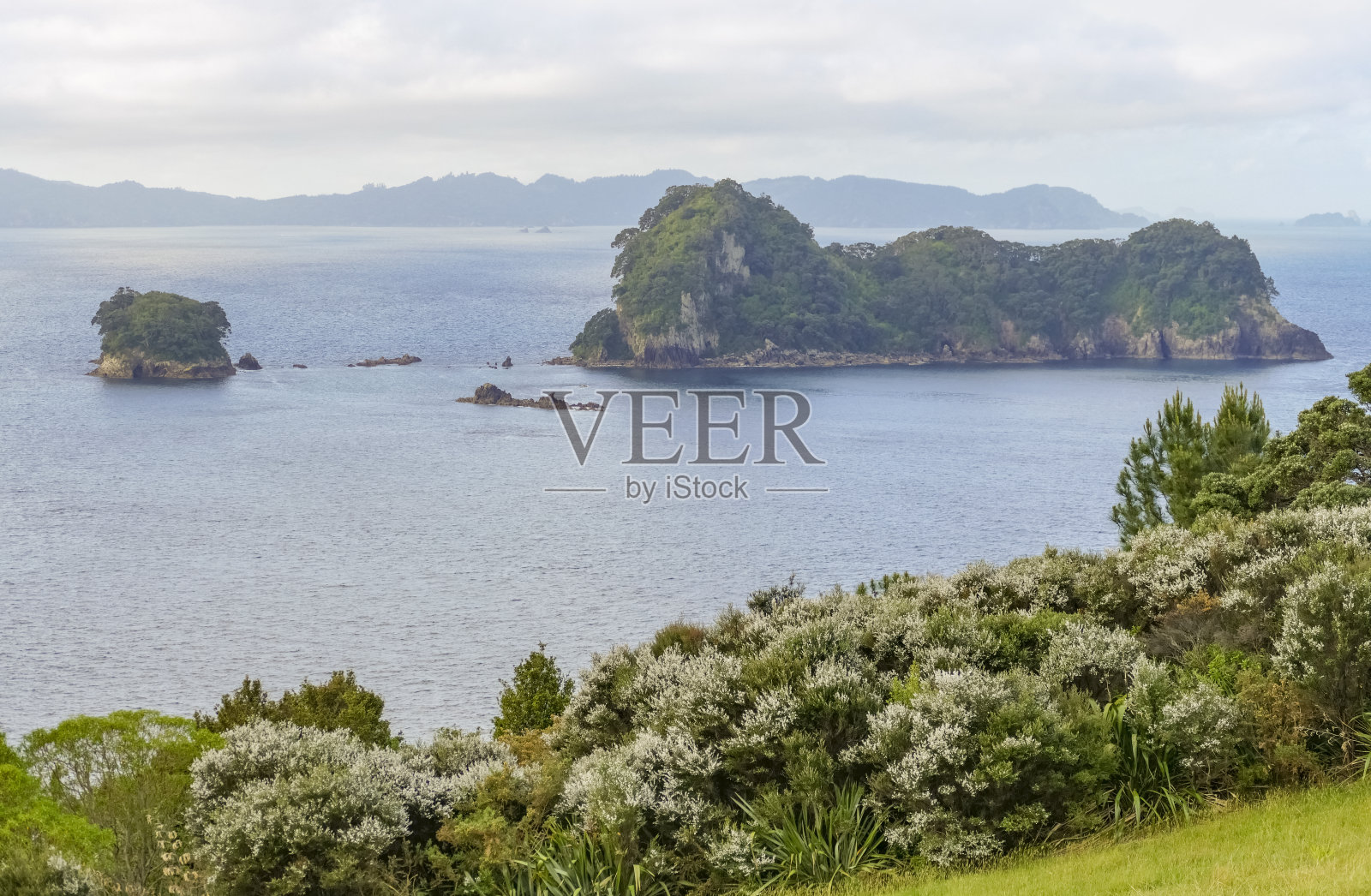 新西兰的黄貂鱼湾照片摄影图片