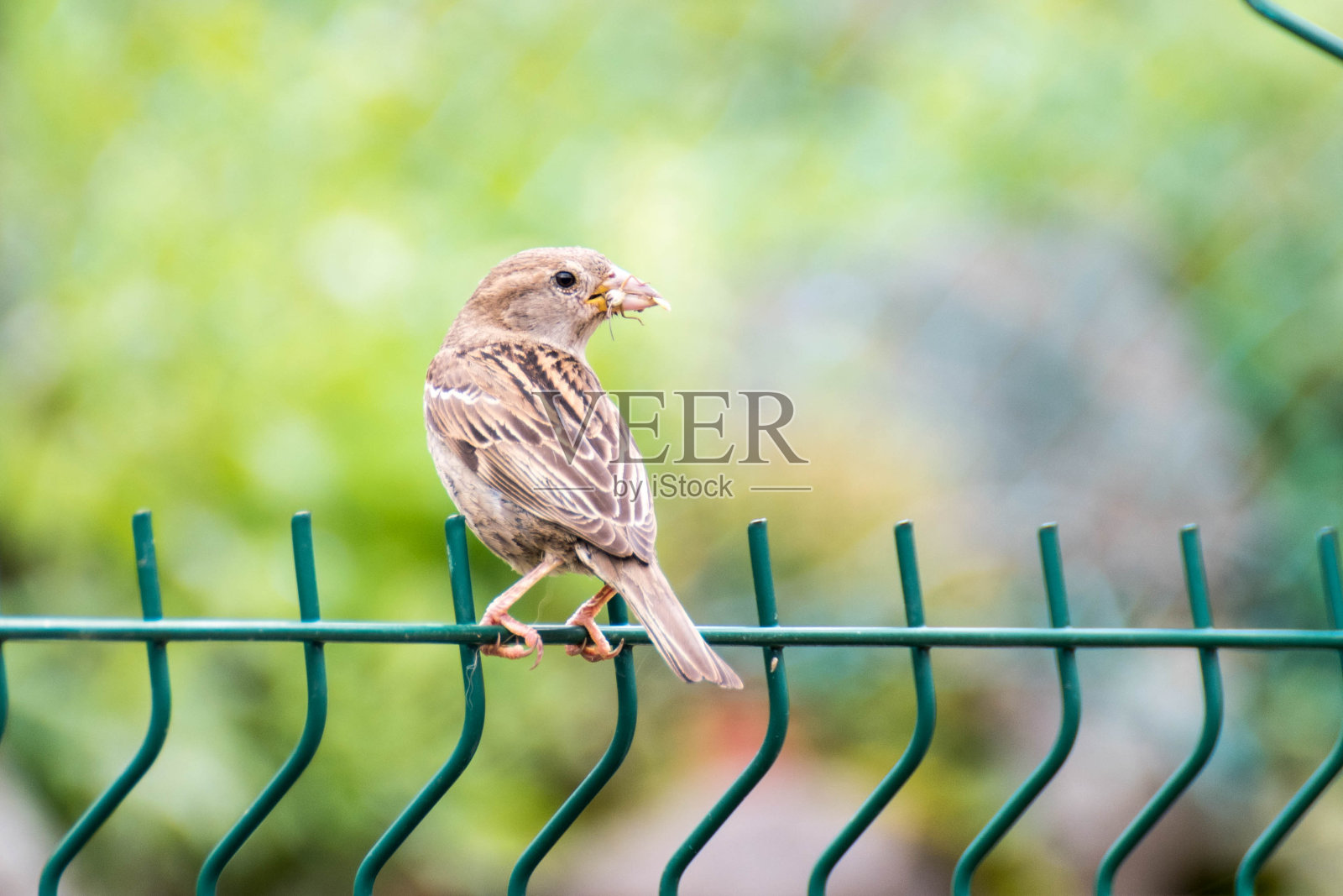 嘴里叼着蟋蟀的小麻雀照片摄影图片
